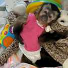 Capuchin Monkeys, email for more info