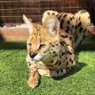 Pure africa serval kittens for sale now