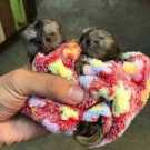 We have two beautiful Finger Marmoset Mo