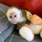 We have two sets of baby capuchin monkey