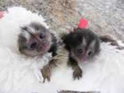 Marmoset Monkeys for Adoption, ., ./