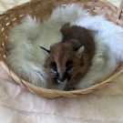 Baby caracal kittens for adoption now