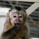 Capuchin monkeys available for adoption