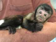 Cappuccino monkey and Finger Marmoset monkeys for adoption