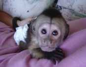 Adorable baby Capuchin Monkeys For Sale