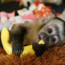 Adorable baby capuchin monkeys for adoption