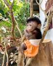 Healthy macaque monkey for adoption