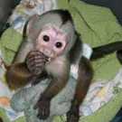 Outstanding Capuchin Monkeys!