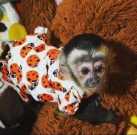 CUTE BABY Capuchin FOR ADOPTION
