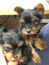 Frre adorable Yorkie Puppies