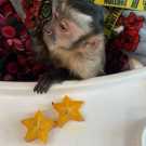 Liam top capuchin monkey for adoption nw