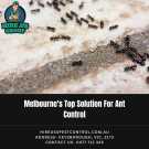 Melbourne&#039;s Top Solution For Ant Control