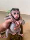 Bottle raise baby capuchin monkey for sa