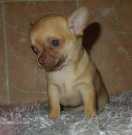 Male And Female Teacup Chihuahua Puppies For Sale