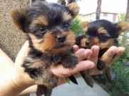 Male And Female Yorkie Puppies For Adop