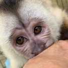 Splendid Capuchin Monkeys for Re-homing