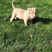 Lovely Male And Female Pitbull Puppies For Sale