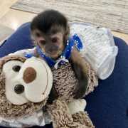 Capuchin monkeys available for adoption