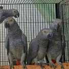 Mimic Female/males African Grey parrots