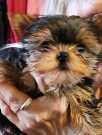 Gorgeous Yorkie s for rehoming