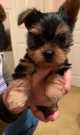Pure Yorkie puppies RE-homing