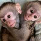 Chapuchin and Marmoset monkeys available