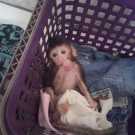 Few baby macaque pigtail monkey for sale