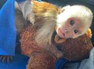 Sweet Capuchin Monkeys for Adoption