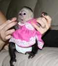 Well Socialized Capuchin Monkey For Home