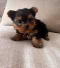 Yorkie puppies registered for adoption