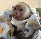 Capuchin Monkey Up for Sale