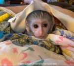 Smart Capuchin Monkeys Ready for New Home