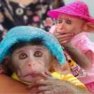 Smart macaque monkey for sale locally