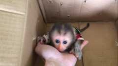 Home Trained and Adorable baby monkeys