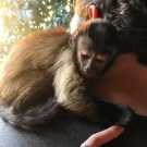 Month old capuchin monkey for adoption