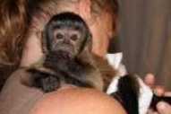Healthy male and female Capuchin Monkeys