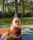 Tamed Capuchin Monkey for Adoption