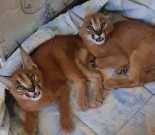 Train caracal kittens for adoption in us