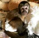 Monkeys available for sale and rehoming