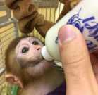 Pet train pigtail monkey for adoption