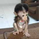 Bella and Zina macaque monkey for sale