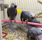 Hand-Reared African Grey Baby Parrots