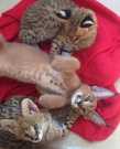 Quality caracal kittens for adoption now