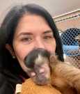 capuchin monkey for adoption , capuchin monkey for