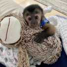 Home raise capuchin monkey for sale