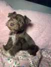 Two Teacup schnauzer Puppies Needs a New
