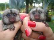 We have two beautiful Finger Marmoset