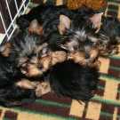AKC Yorkie Puppies for sale