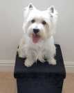 Gorgeous West Highland Terrier For Sale