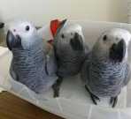Baby African Grey parrots for sale now
